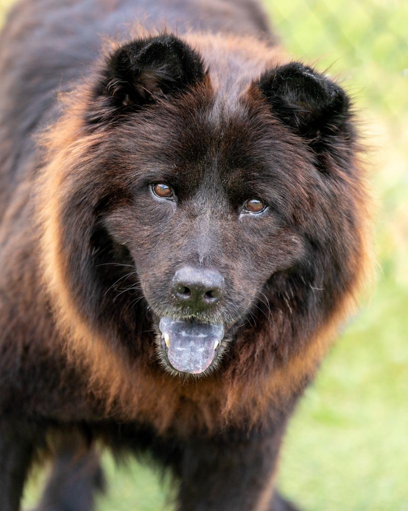 Enlarge Rusty, a Adoptable mixed breed in Lavonia, GA image 3/6