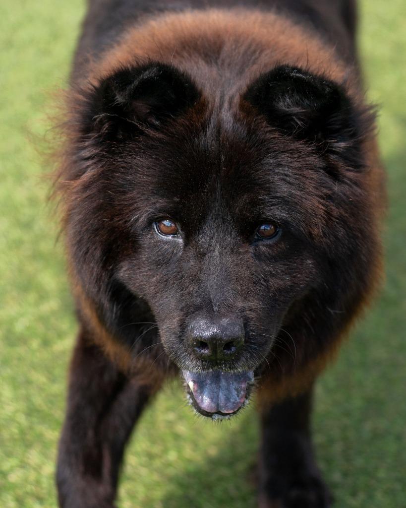 Enlarge Rusty, a Adoptable mixed breed in Lavonia, GA image 5/6