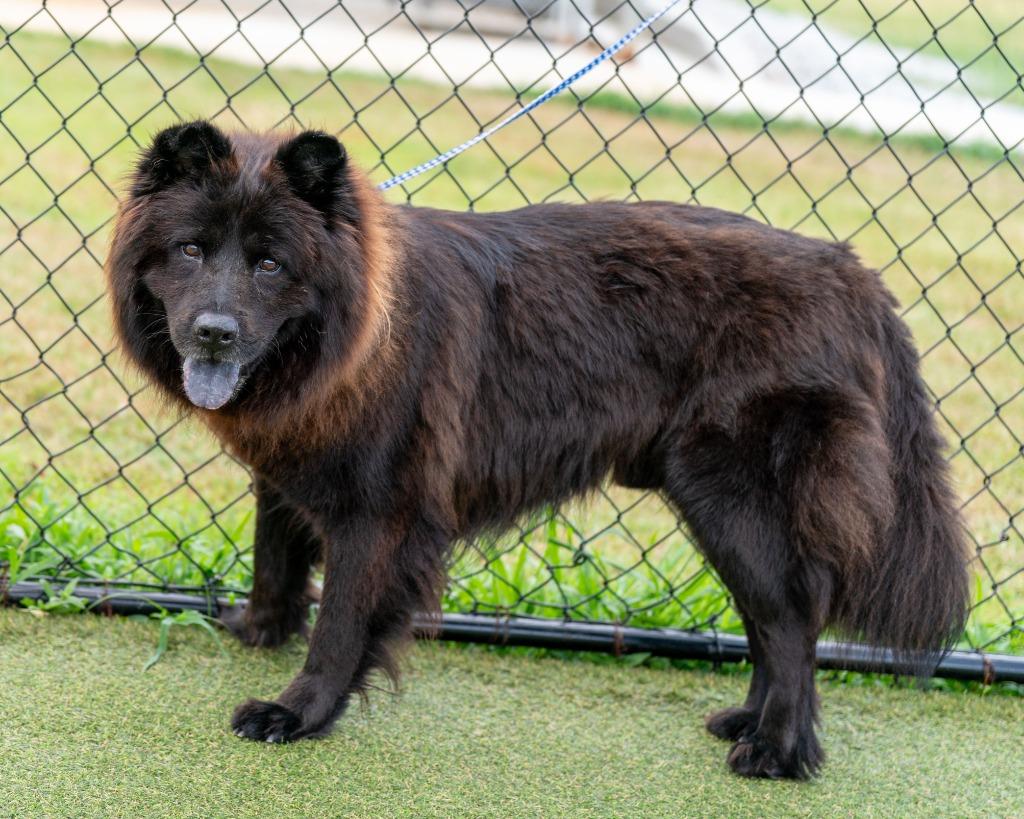 Enlarge Rusty, a Adoptable mixed breed in Lavonia, GA image 6/6