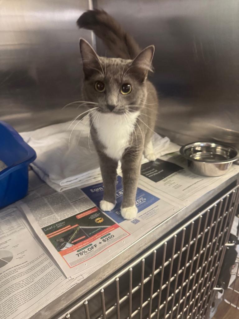 Kirstie Alley, Adopted, Young Female Domestic Medium Hair.