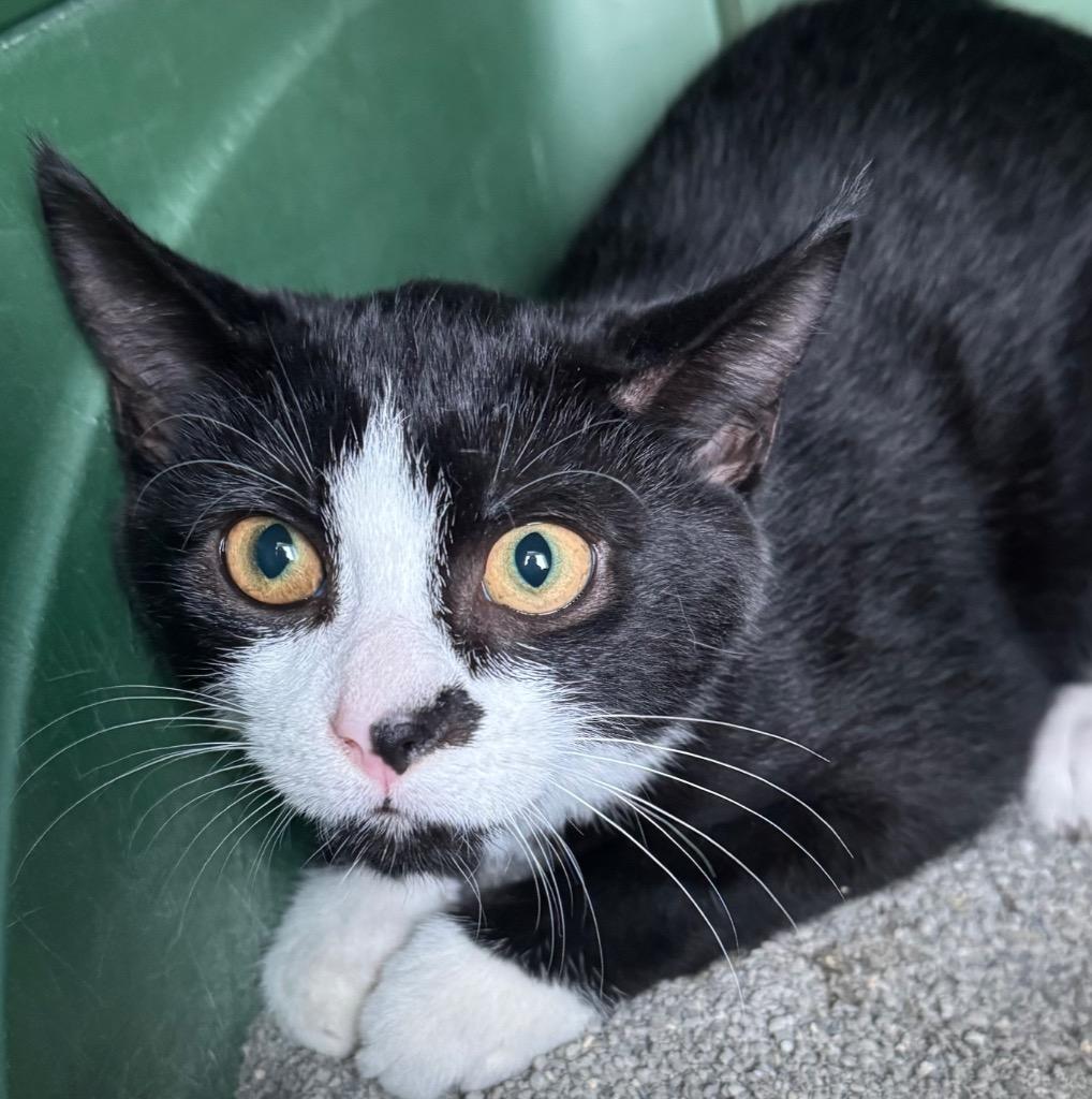 Teller, Adoptable, Kitten Male Domestic Short Hair.