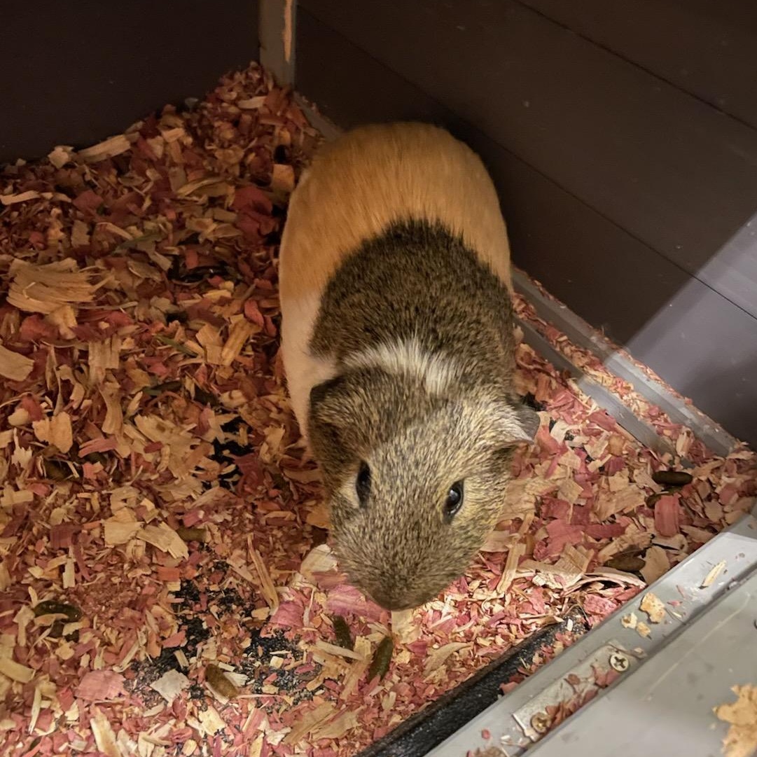 Enlarge Franklin, a Adoptable Guinea Pig in Oswego, NY image 2/3
