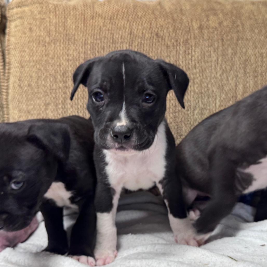 Ezra, Adoptable, Puppy Male American Staffordshire Terrier & Beagle.