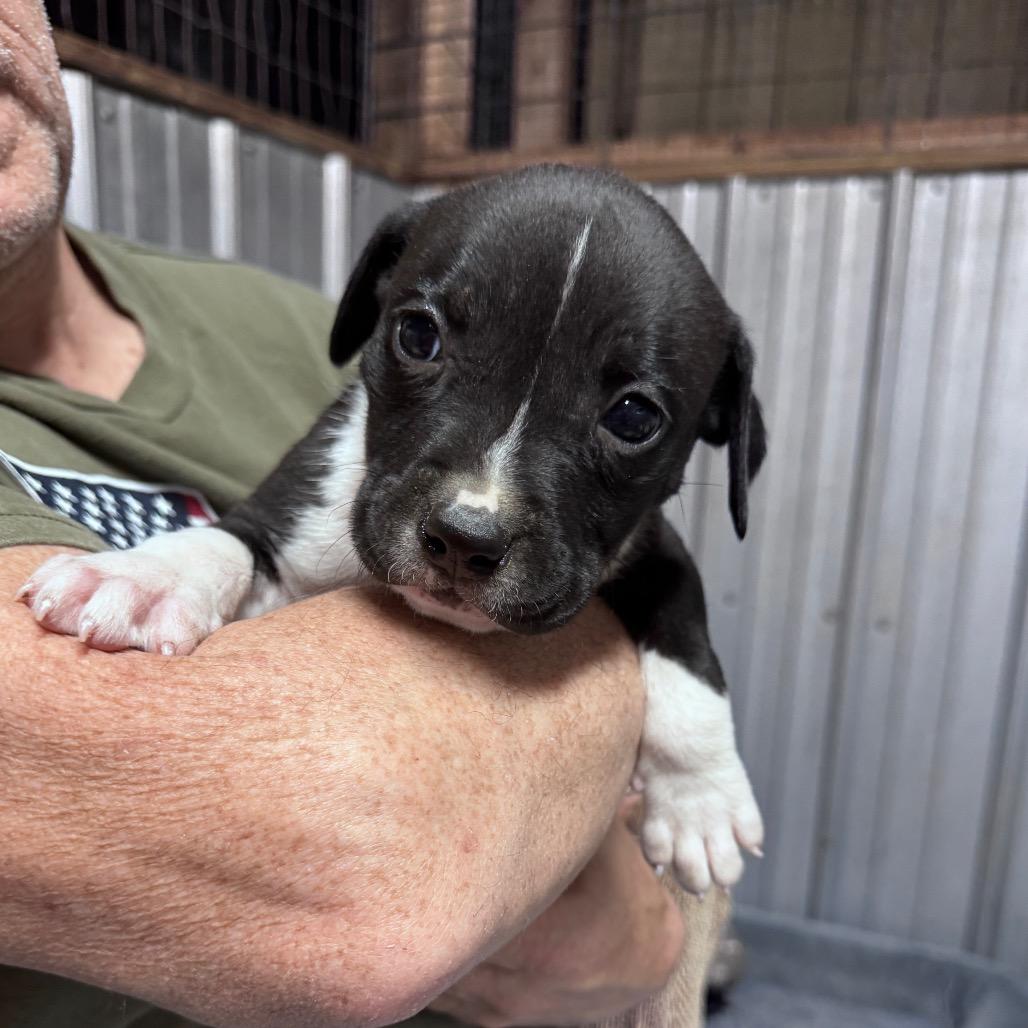 Enlarge Ezra, a Adoptable mixed breed in Pinson, TN image 3/3