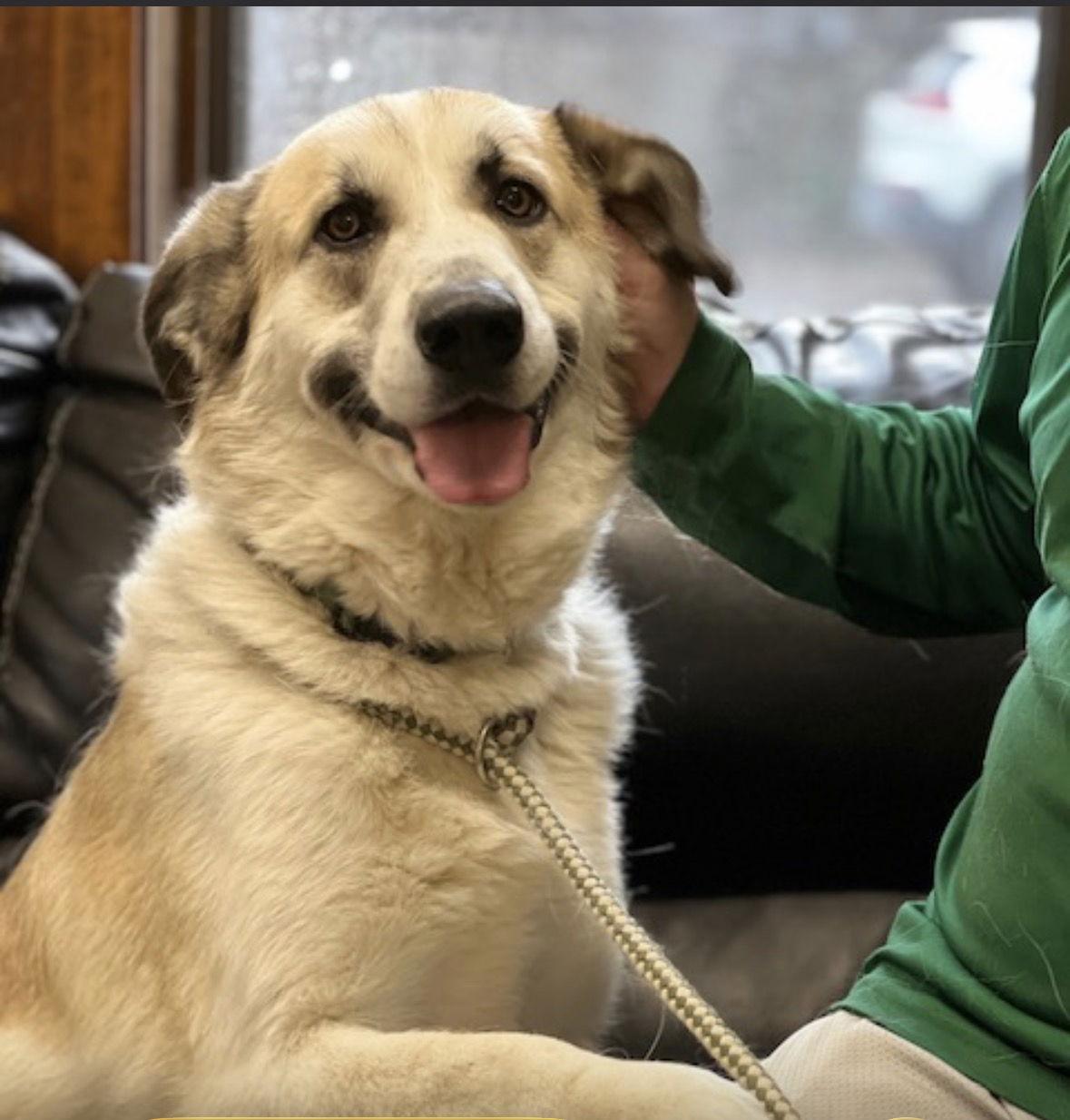 Golden Retriever Mix