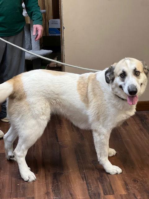 Golden Retriever Mix thumbnail 3