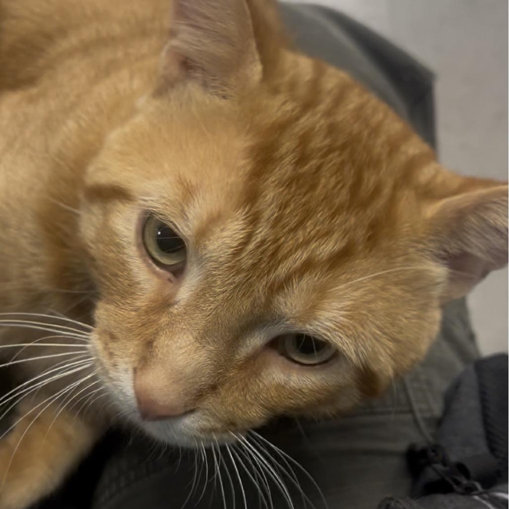 Enlarge Gin, a Adoptable Domestic Short Hair in Marysville, OH image 1/6