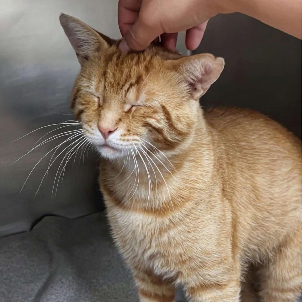 Enlarge Gin, a Adoptable Domestic Short Hair in Marysville, OH image 2/6