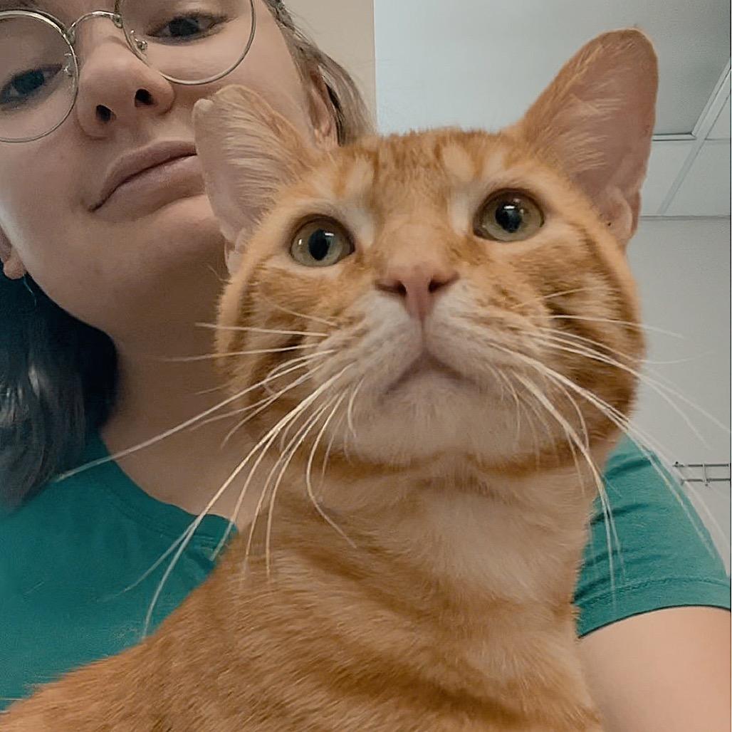 Enlarge Gin, a Adoptable Domestic Short Hair in Marysville, OH image 3/6