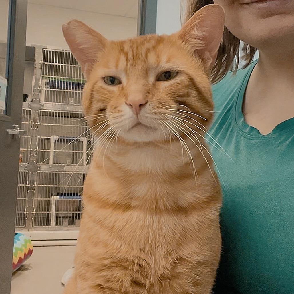 Enlarge Gin, a Adoptable Domestic Short Hair in Marysville, OH image 5/6