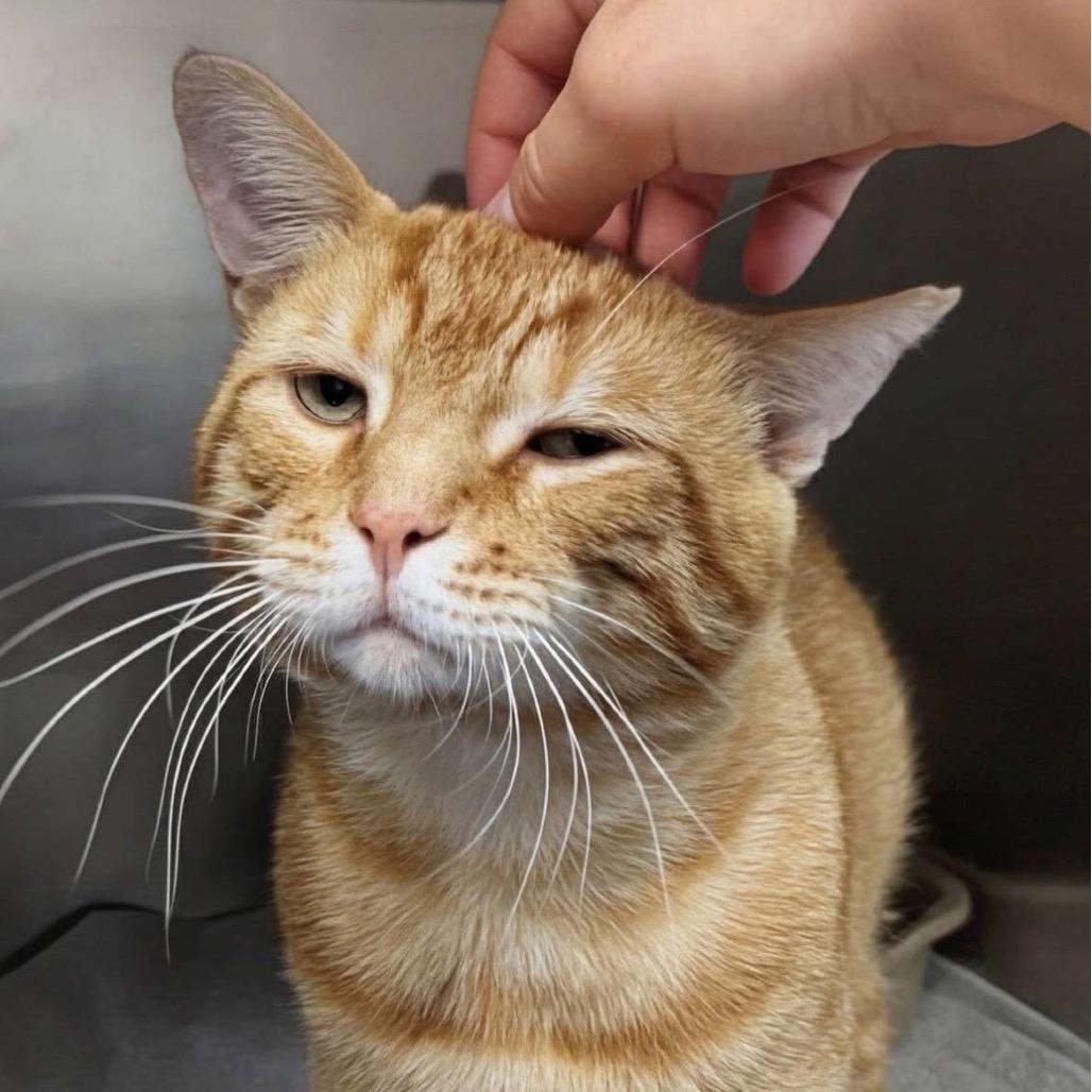 Enlarge Gin, a Adoptable Domestic Short Hair in Marysville, OH image 6/6