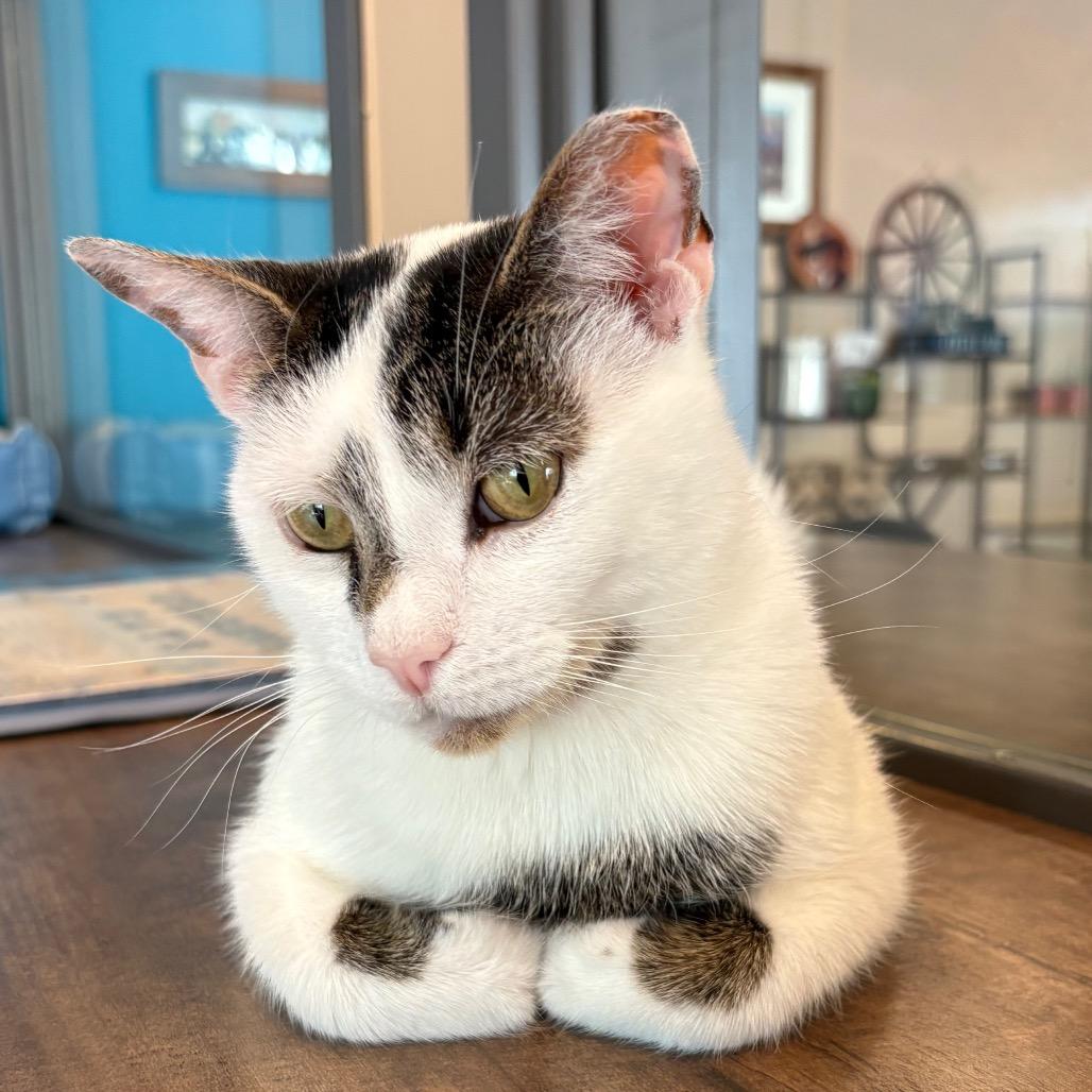 Jasmine, Adoptable, Adult Female Domestic Short Hair.