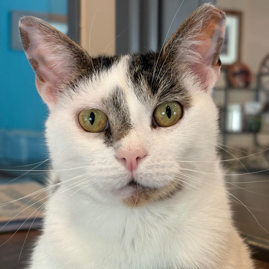 Enlarge Jasmine, a Adoptable Domestic Short Hair in Johnstown, PA image 2/4