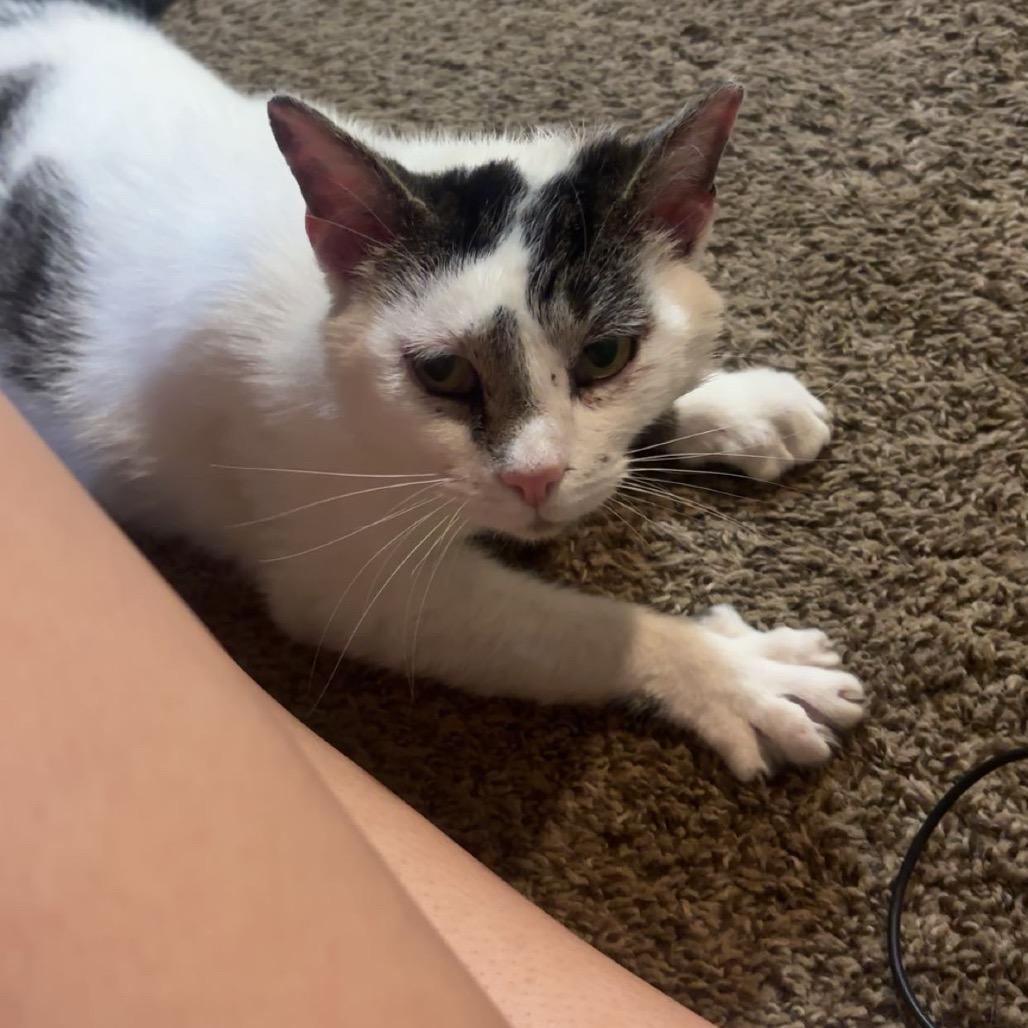 Jasmine, Adoptable, Adult Female Domestic Short Hair.