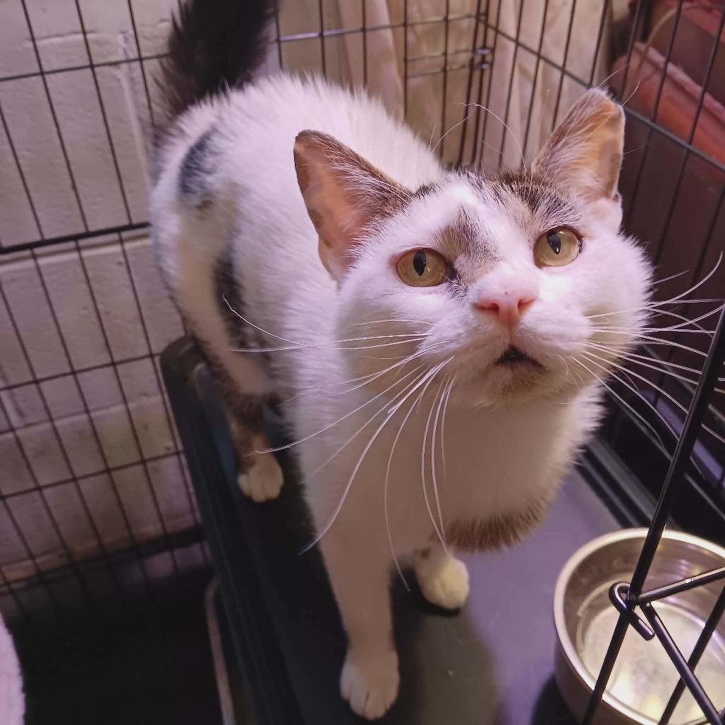 Enlarge Jasmine, a Adoptable Domestic Short Hair in Johnstown, PA image 2/2