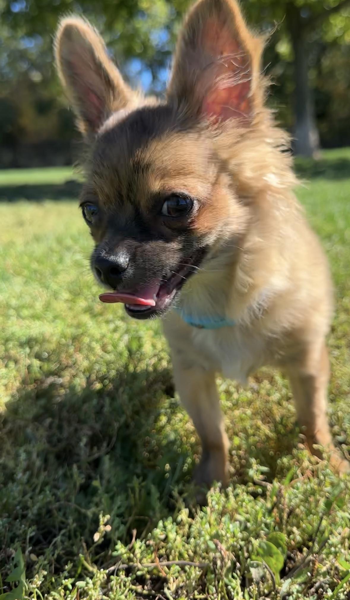 Rusty, a Adopted Chihuahua in Milton, ON image 1/6