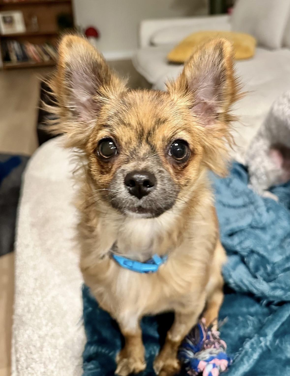 Rusty, a Adopted Chihuahua in Milton, ON image 2/6