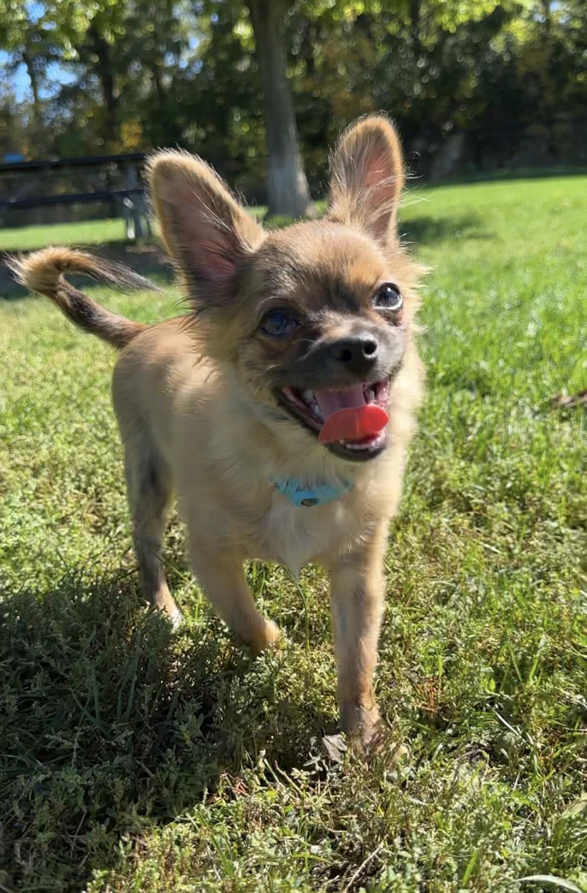Rusty, a Adopted Chihuahua in Milton, ON image 3/6