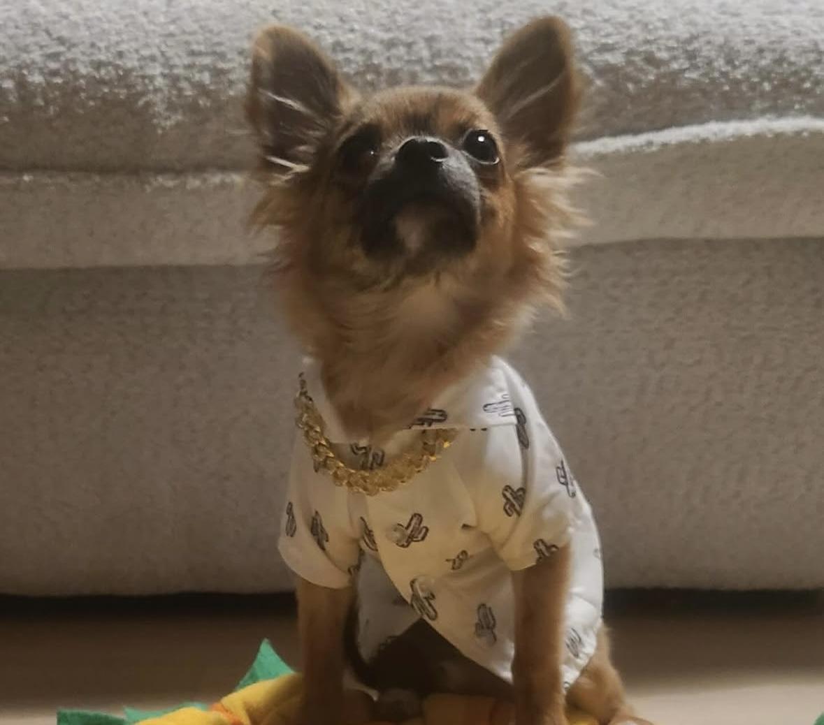 Rusty, a Adopted Chihuahua in Milton, ON image 4/6