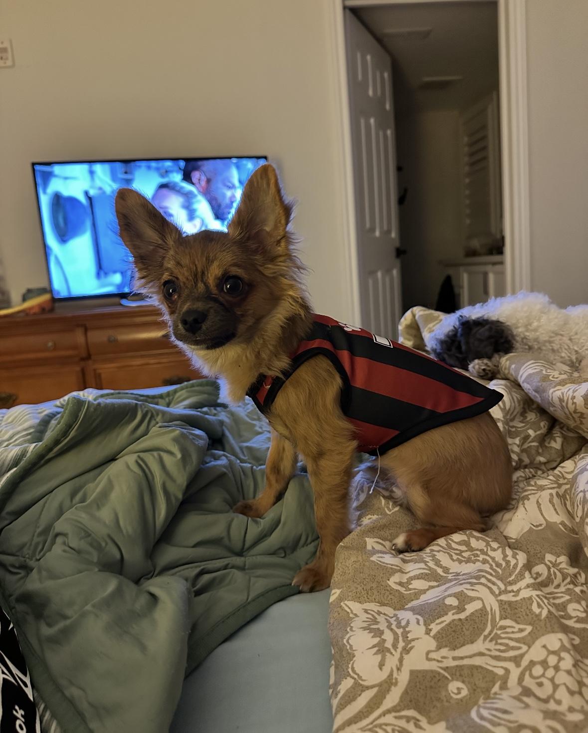 Rusty, a Adopted Chihuahua in Milton, ON image 5/6