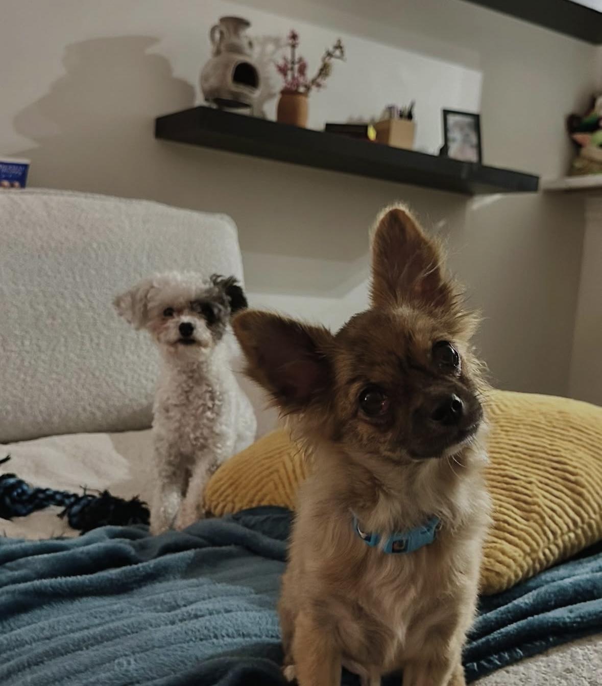 Rusty, a Adopted Chihuahua in Milton, ON image 6/6