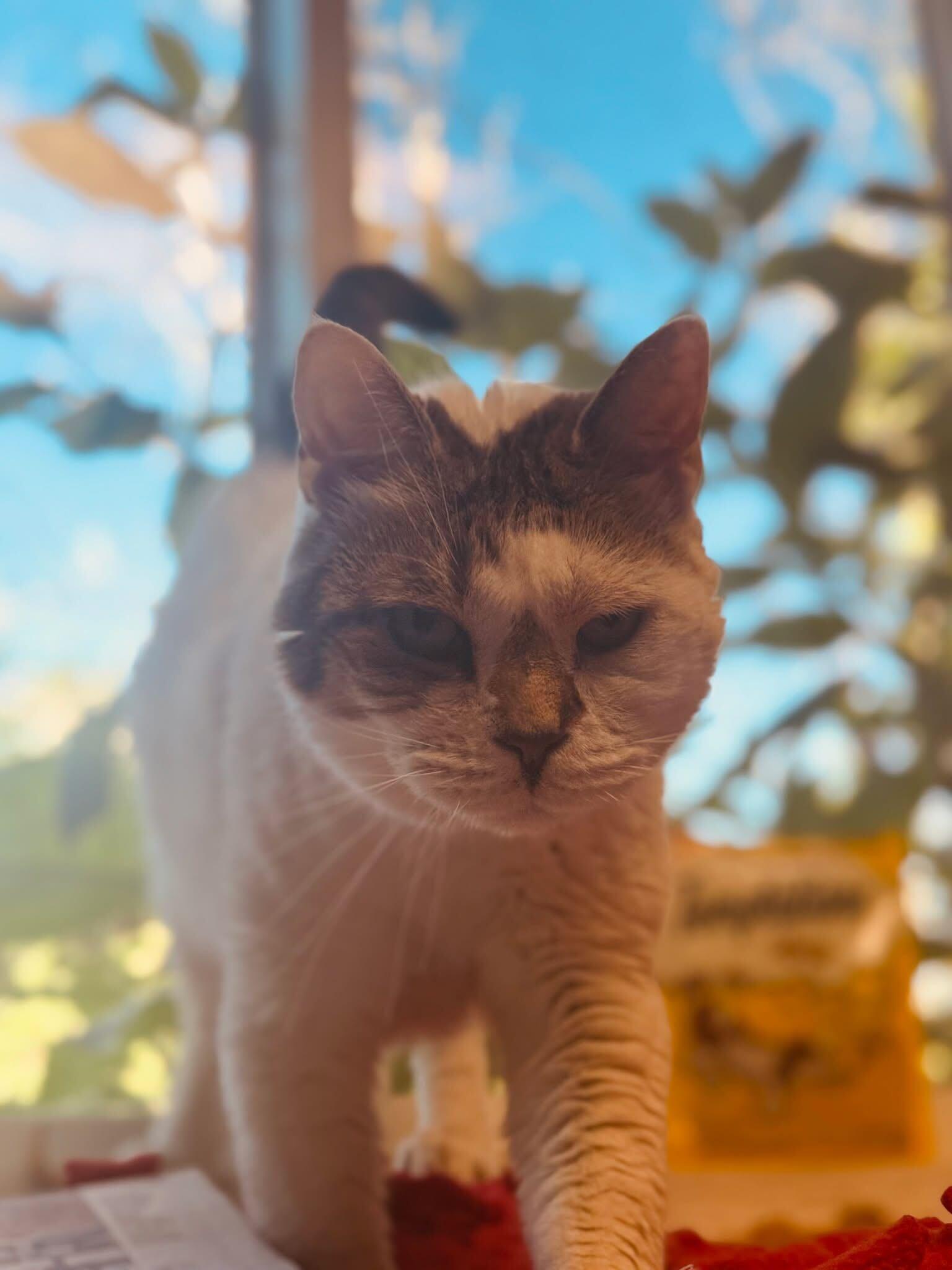 Cashe, Senior Female Domestic Short Hair