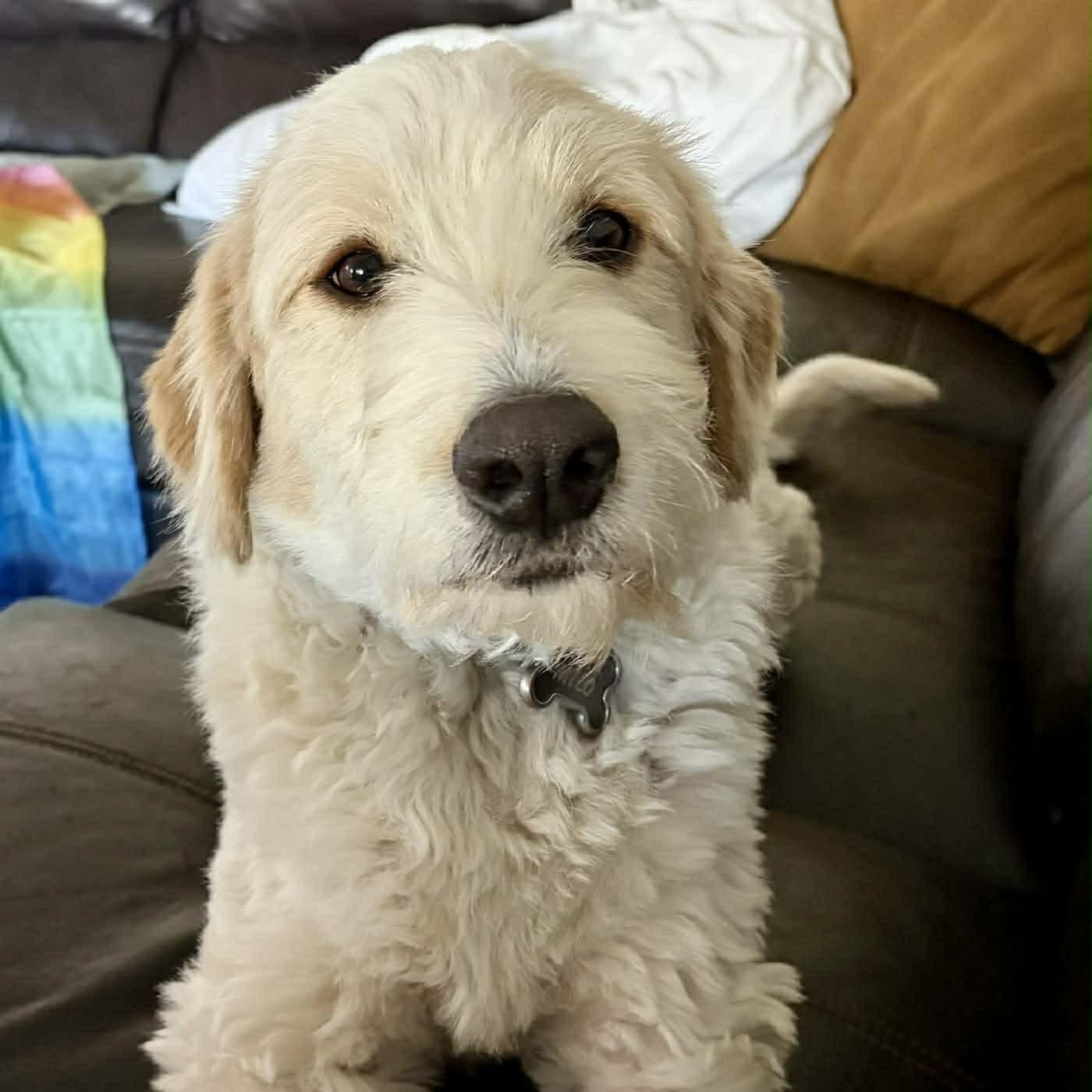 Milo, Adoptable, Adult Male Goldendoodle.