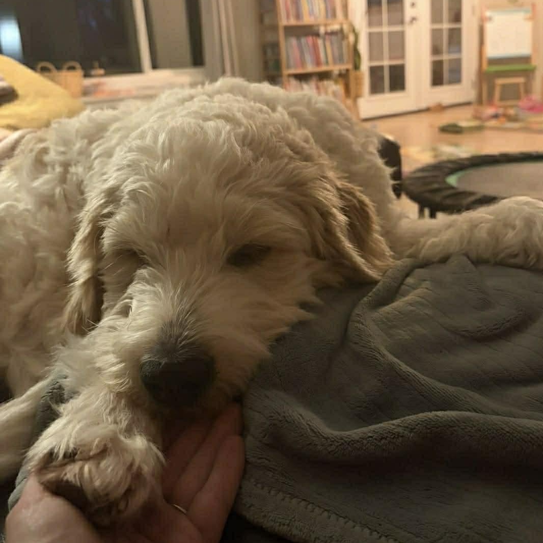 Enlarge Milo, a Adoptable Goldendoodle in Phoenix, AZ image 5/5
