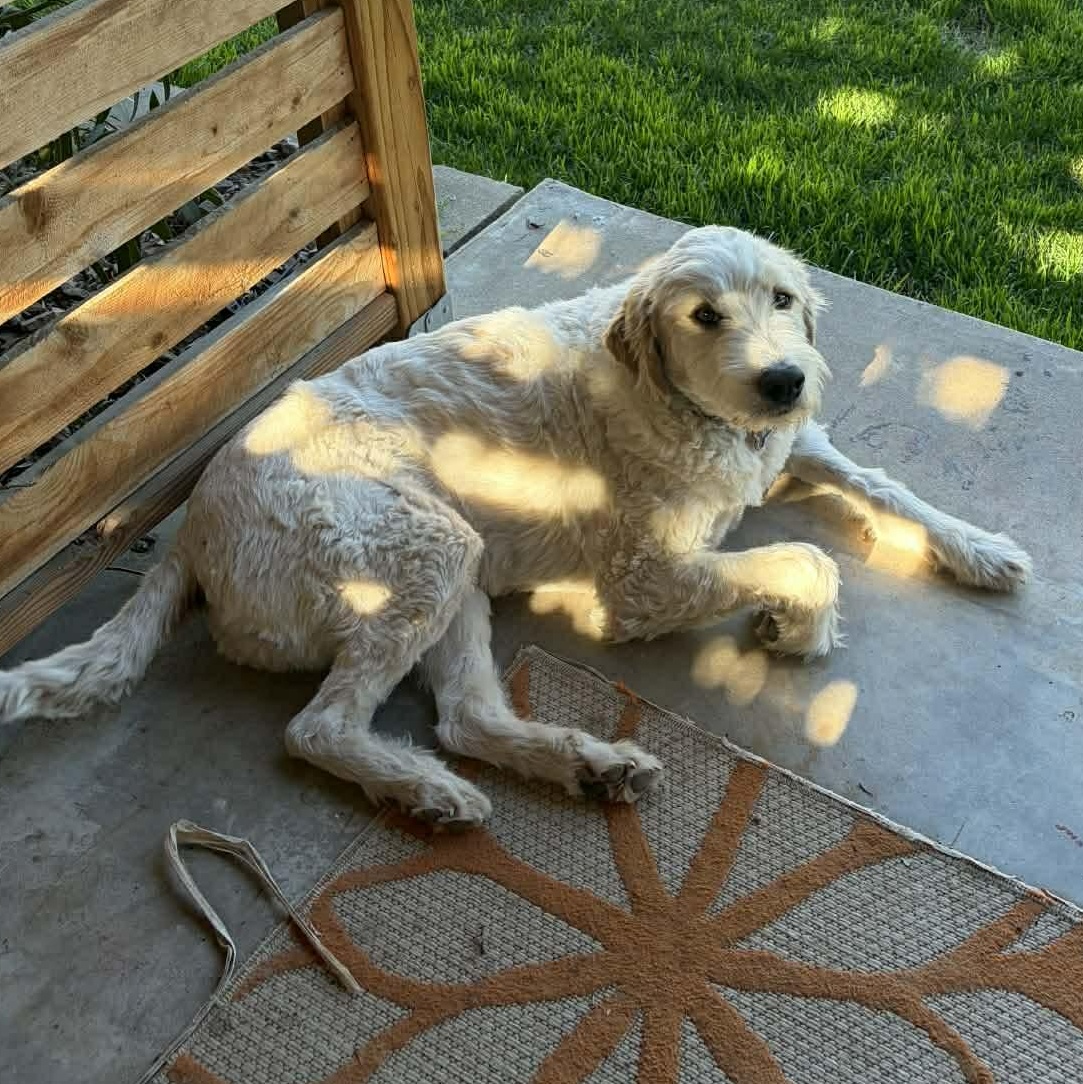 Enlarge Milo, a Adoptable Goldendoodle in Phoenix, AZ image 3/5