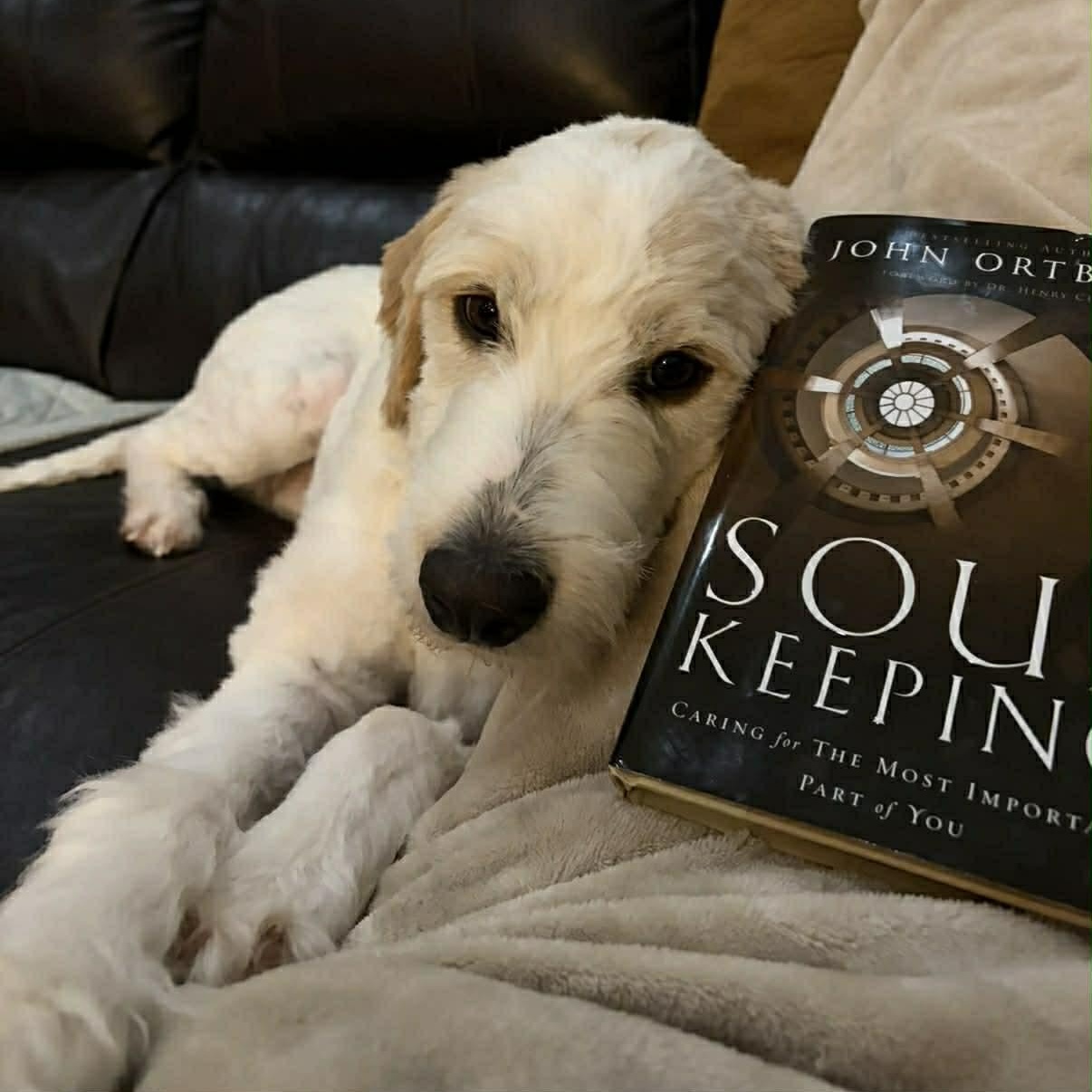 Enlarge Milo, a Adoptable Goldendoodle in Phoenix, AZ image 4/5