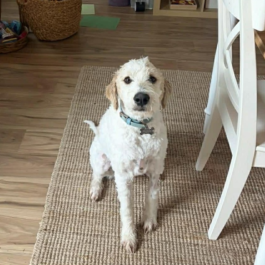 Enlarge Milo, a Adoptable Goldendoodle in Phoenix, AZ image 2/5