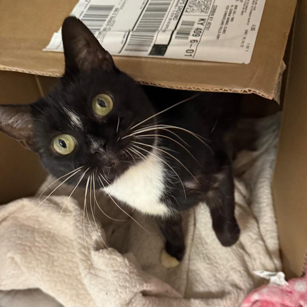 Sally, Adoptable, Senior Female Domestic Short Hair.