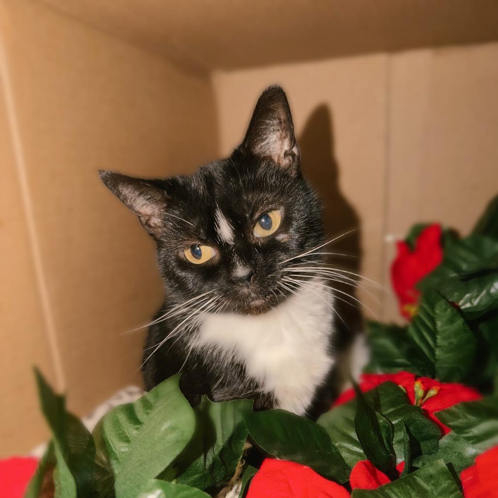 Sally, a Adoptable Domestic Short Hair in Corbin, KY image 2/4