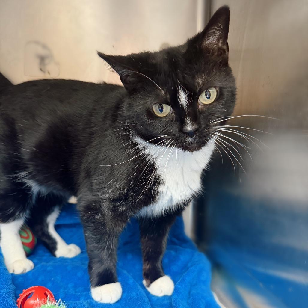 Sally, a Adoptable Domestic Short Hair in Corbin, KY image 3/4