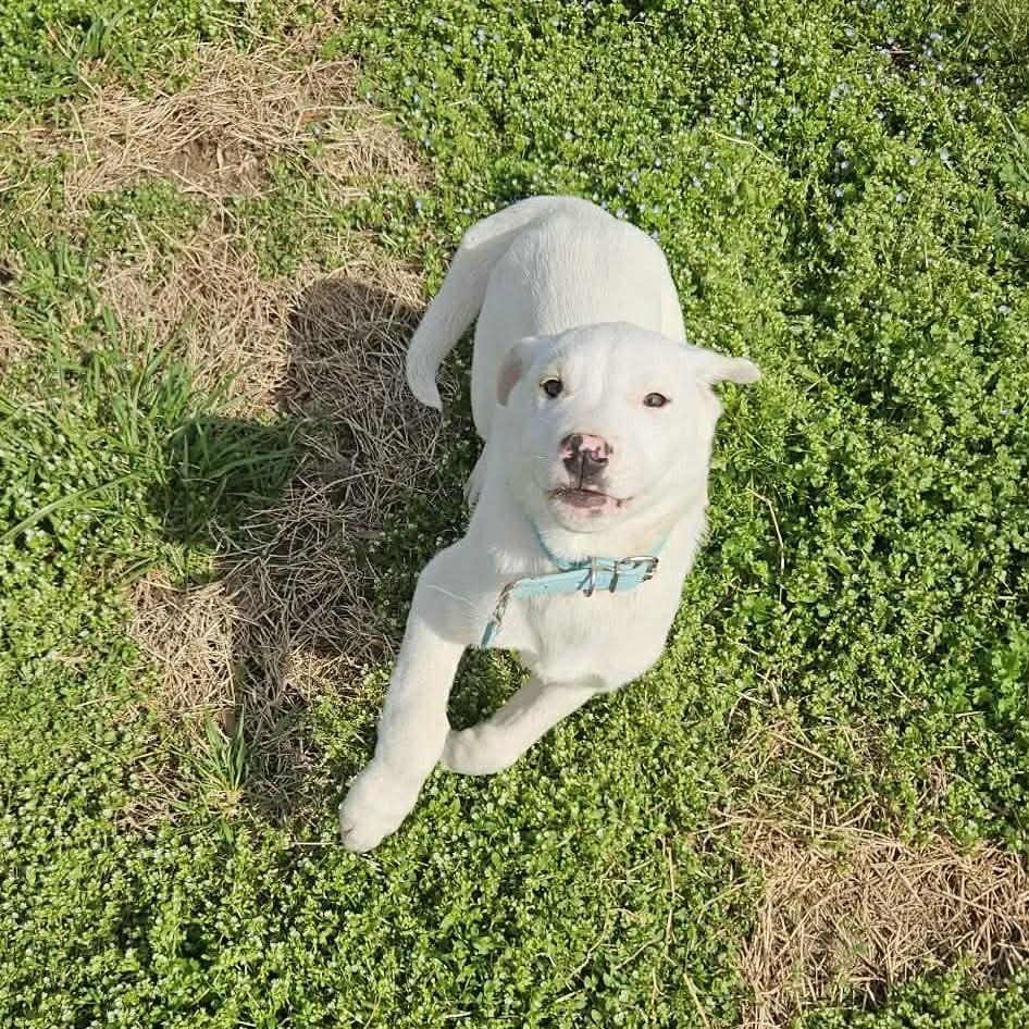 Enlarge Cyan, a Adoptable mixed breed in callao, VA image 1/6