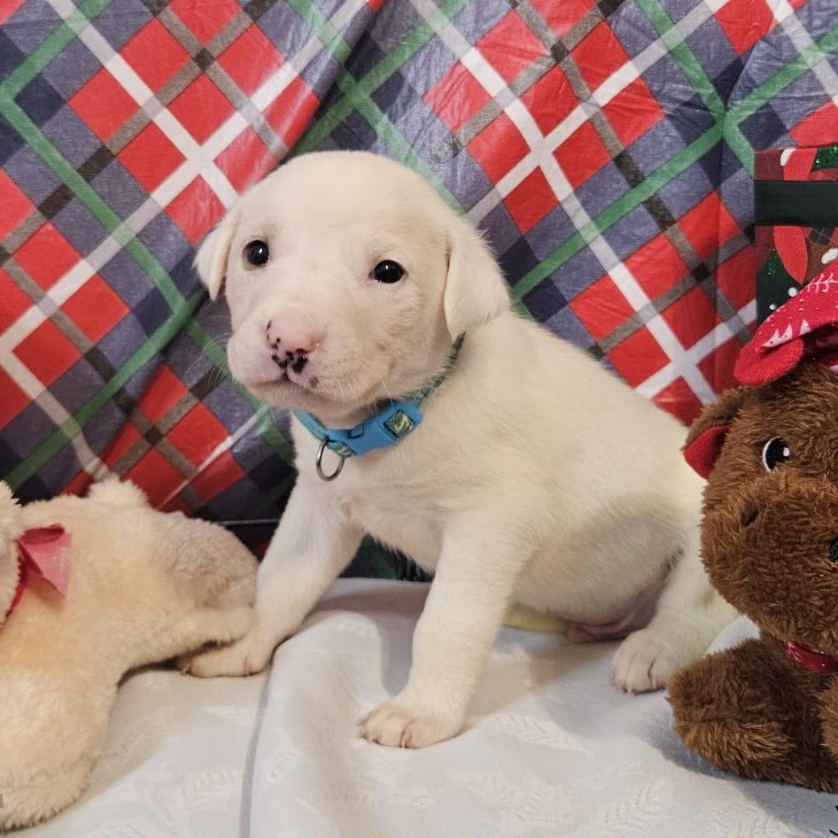 Enlarge Light Blue Collar, a Adoptable mixed breed in callao, VA image 1/3