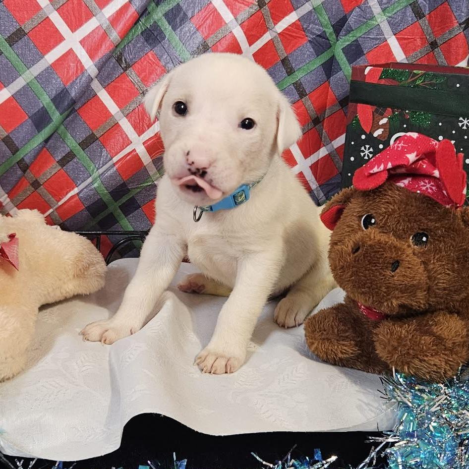 Enlarge Light Blue Collar, a Adoptable mixed breed in callao, VA image 2/3