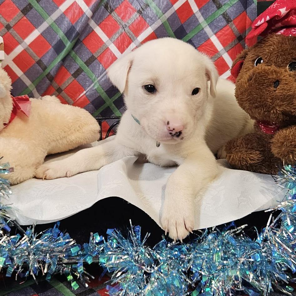 Enlarge Light Blue Collar, a Adoptable mixed breed in callao, VA image 3/3