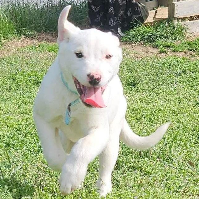 Enlarge Cyan, a Adoptable mixed breed in callao, VA image 5/6