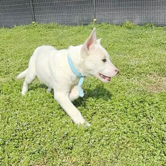 Enlarge Cyan, a Adoptable mixed breed in callao, VA image 6/6