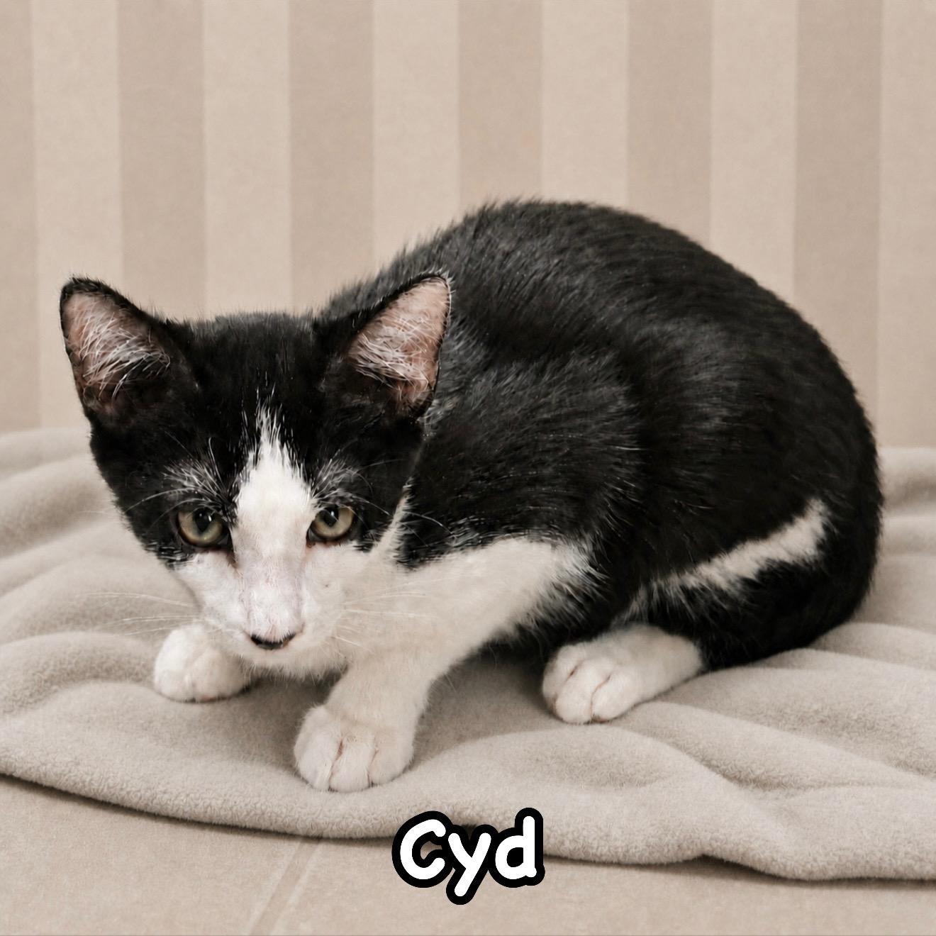 Cyd, Adoptable, Kitten Male Domestic Short Hair.