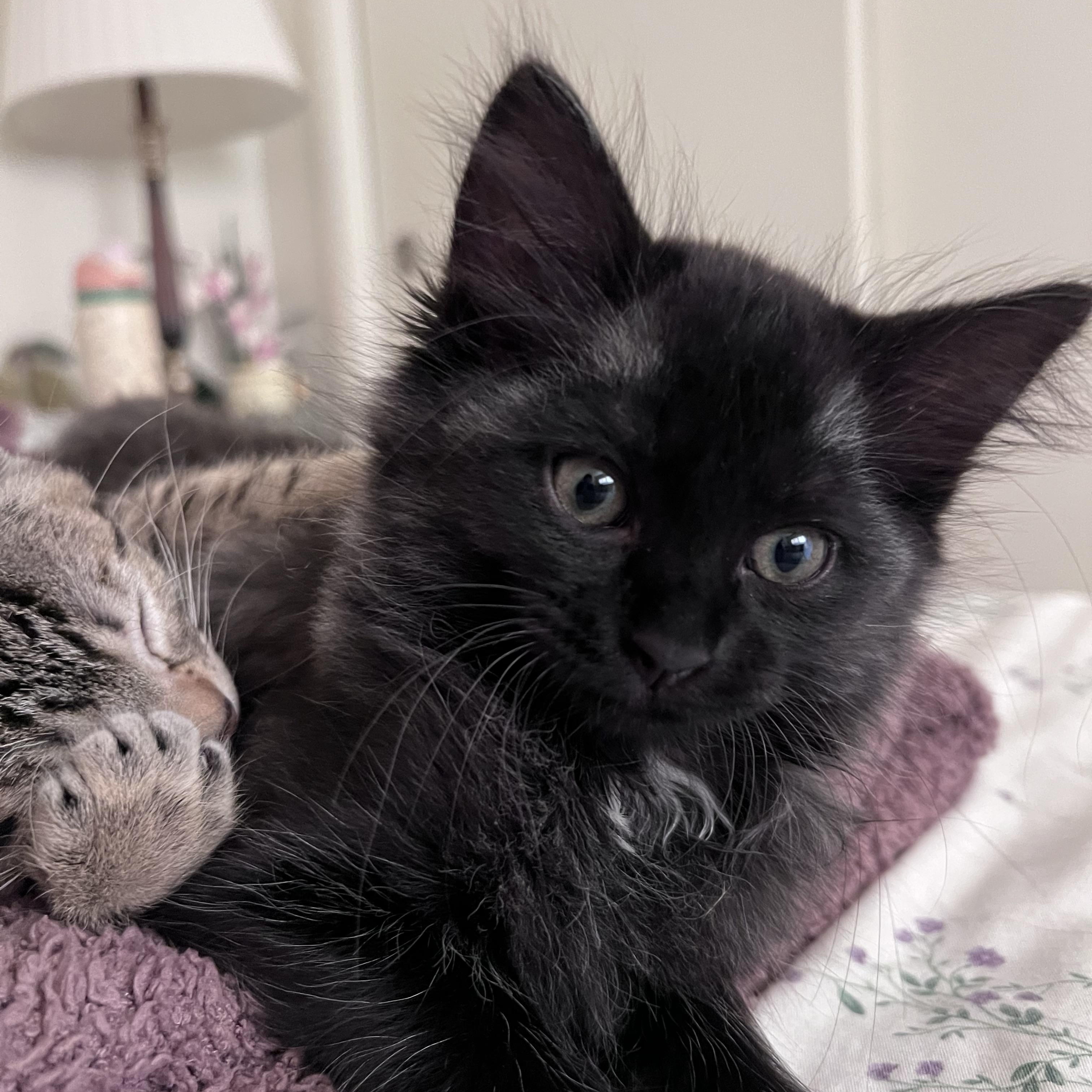 Bess, adopted, Kitten Female Domestic Medium Hair.