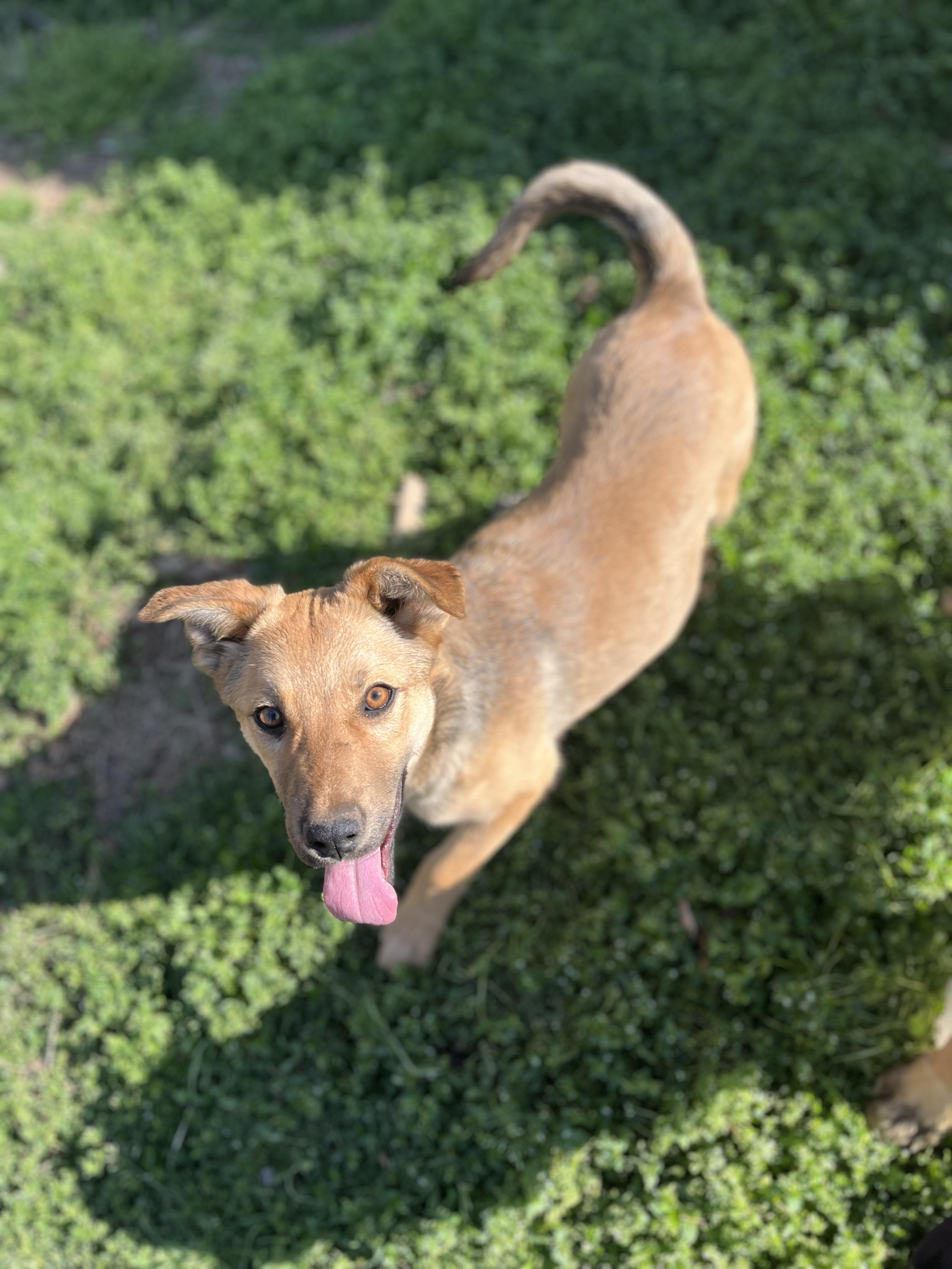 Matilda, a Adoptable mixed breed in Rock Hill, SC image 1/3