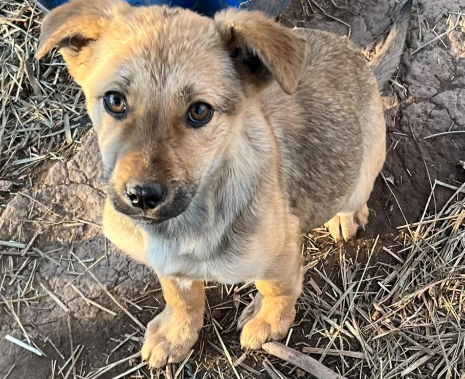 Matilda, a Adoptable mixed breed in Rock Hill, SC image 2/3