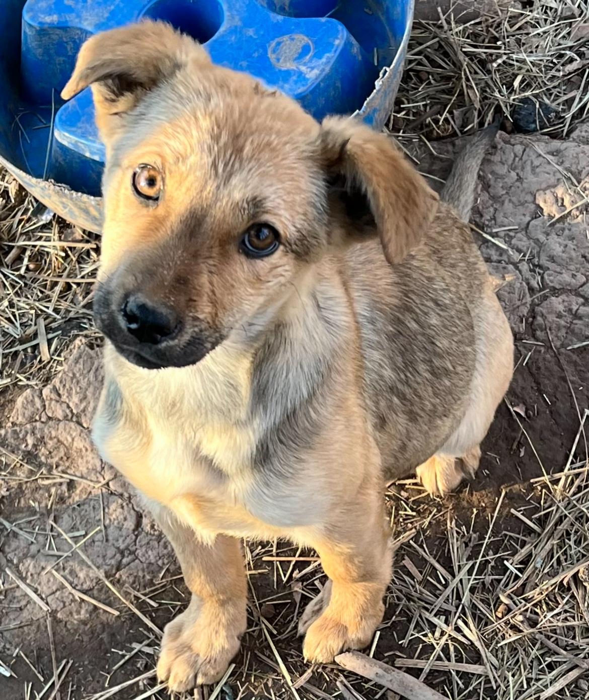 Matilda, a Adoptable mixed breed in Rock Hill, SC image 3/3