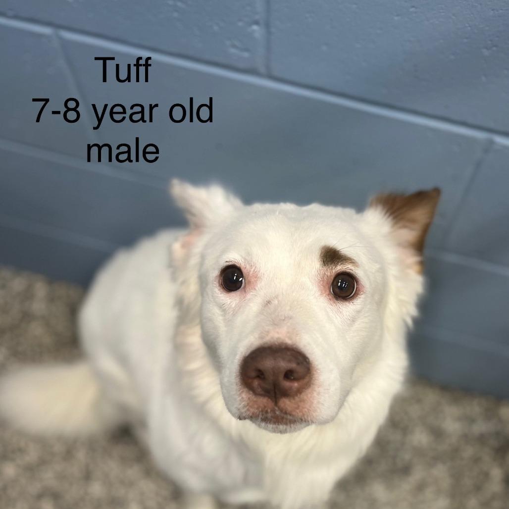 Tuff, Adoptable, Senior Male Australian Shepherd.