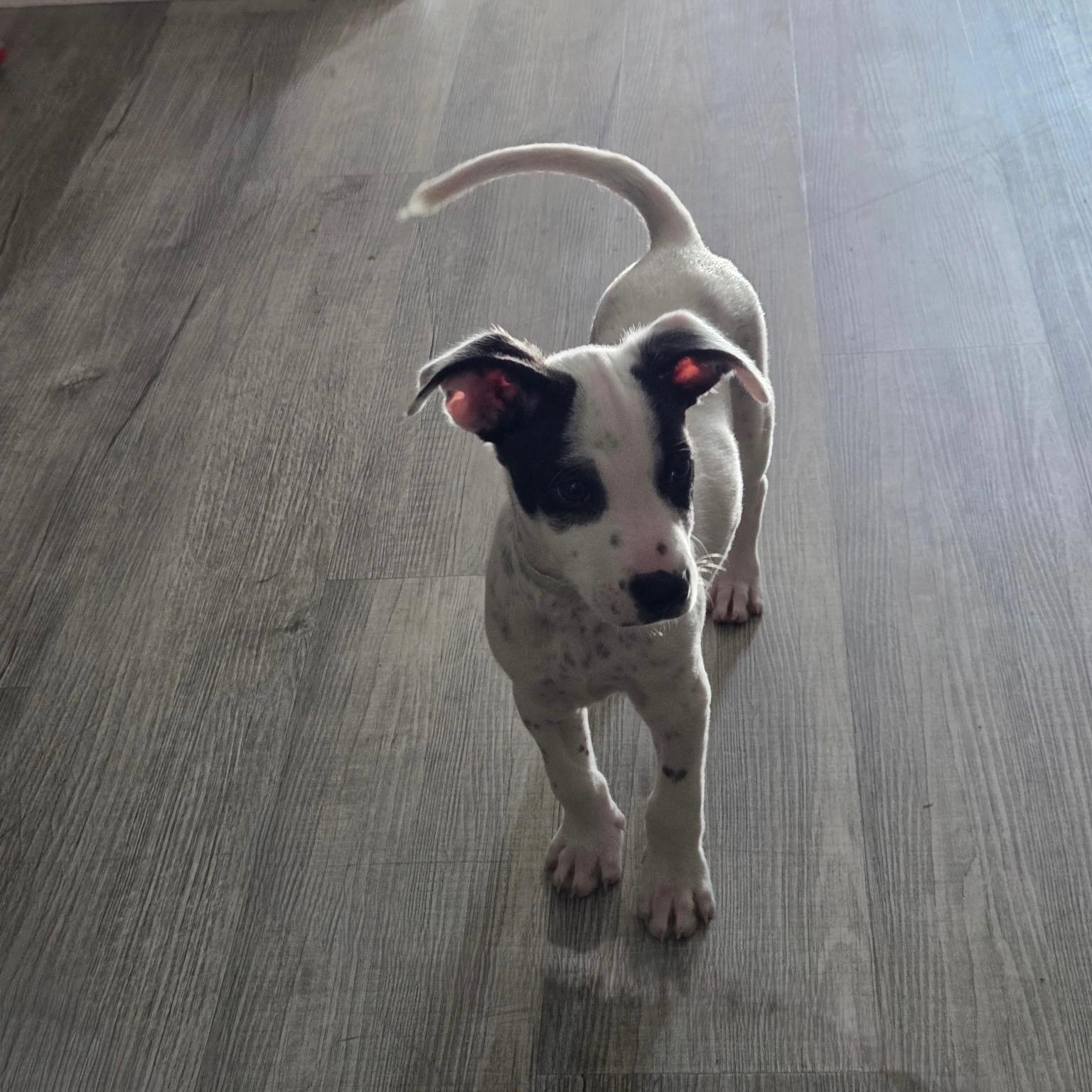 Cooper