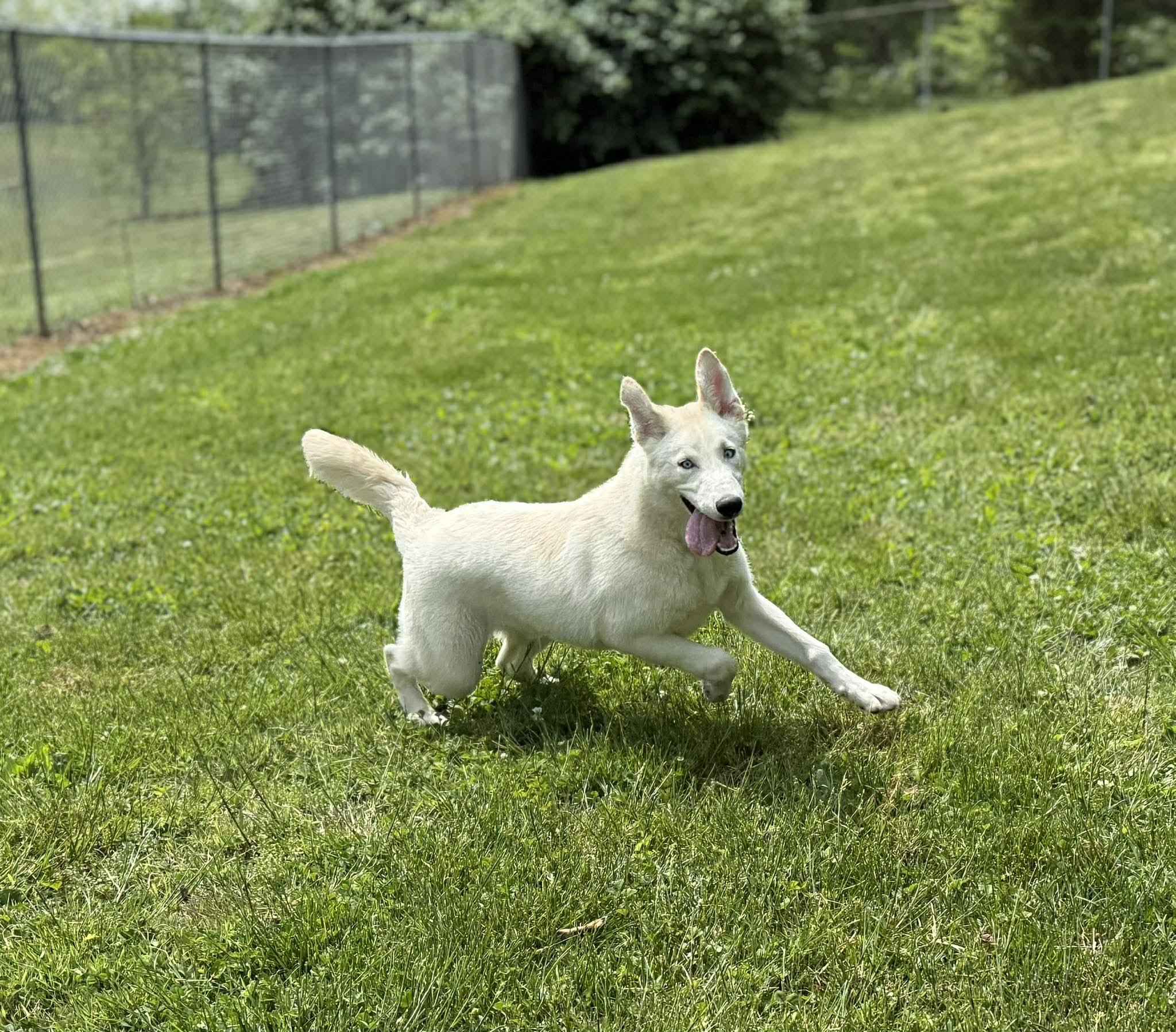 Enlarge Exodus, an adopted mixed breed in Leitchfield, KY image 1/3