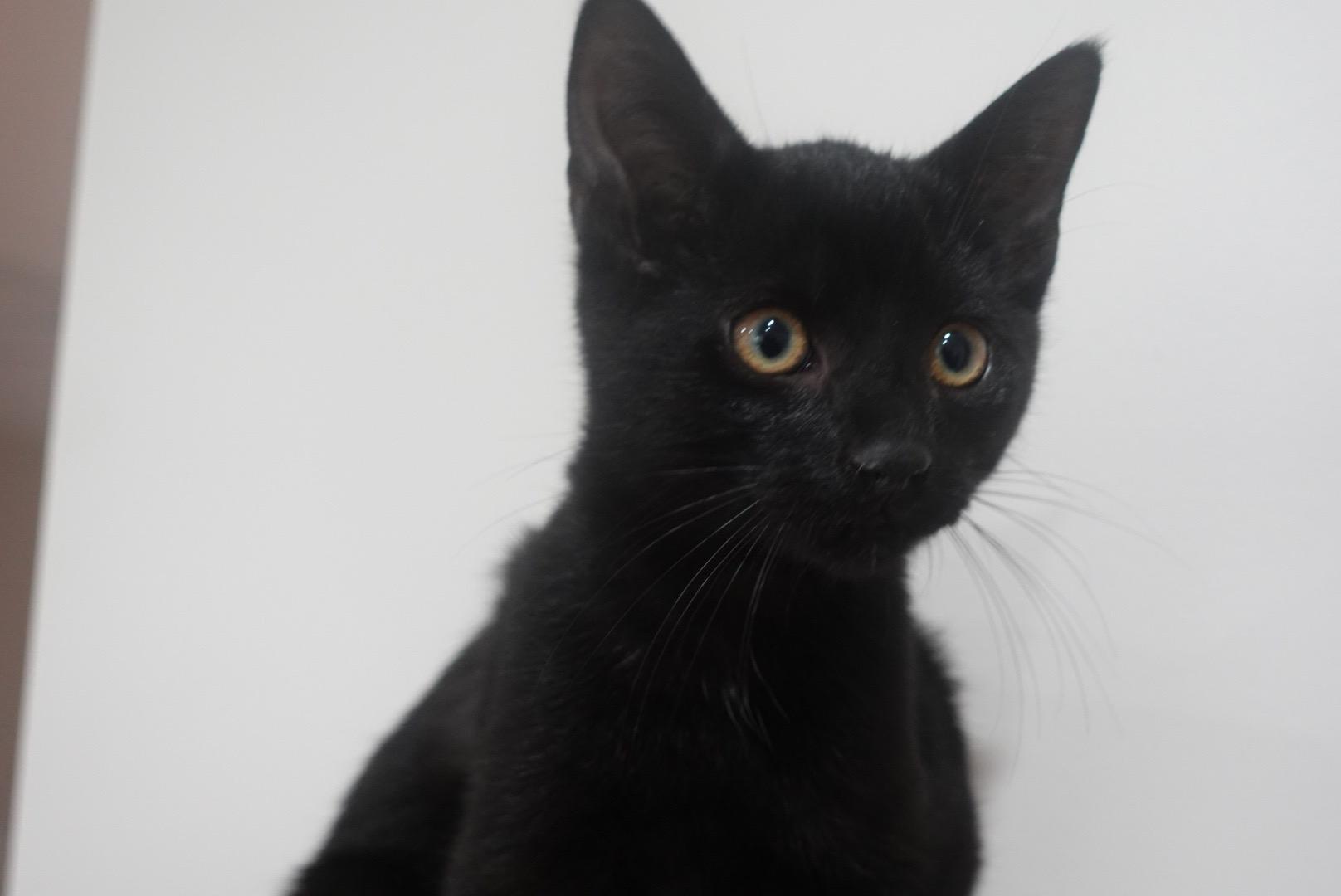 Fudge, Adopted, Kitten Male Domestic Short Hair.