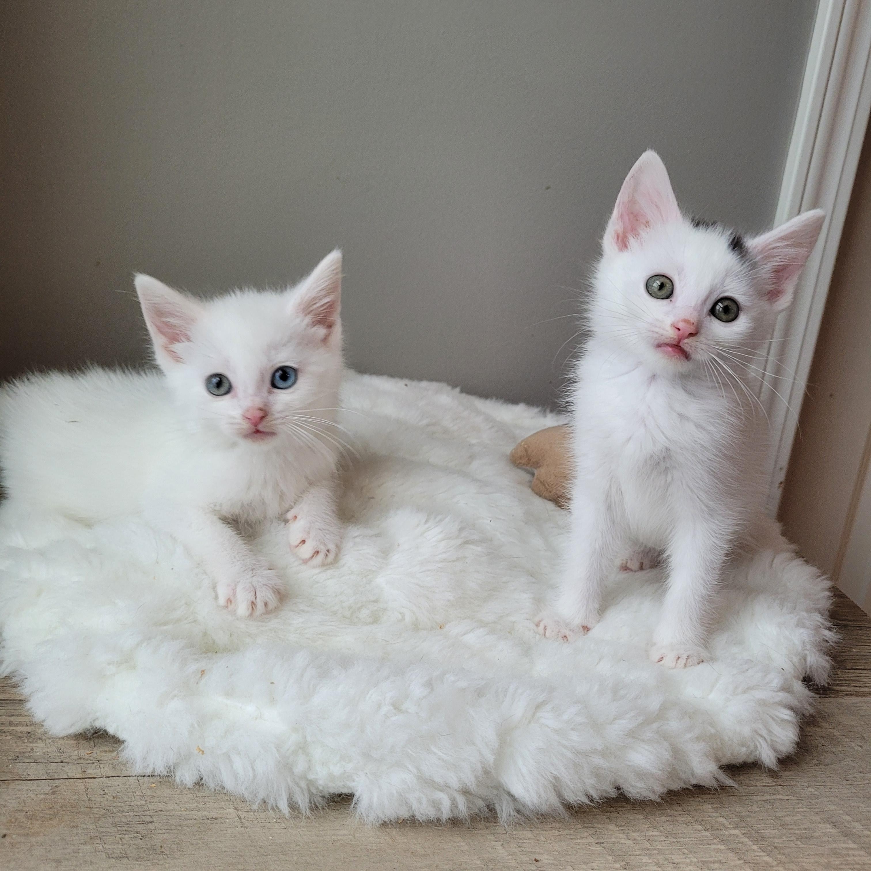 Tundra & Snowcap, Young Male Domestic Short Hair